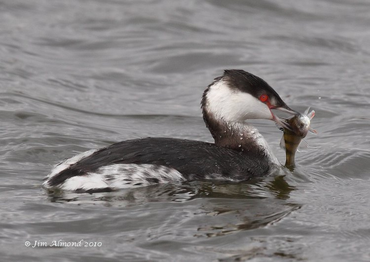 Slavonian Grebe with perch cu Grimley IMG_8349